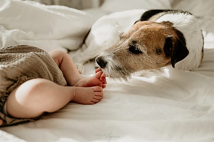 Sesja noworodkowa z psem w domu Kraków